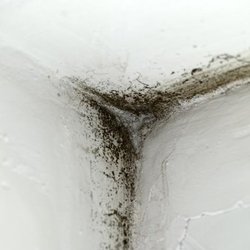 The Mold Medic