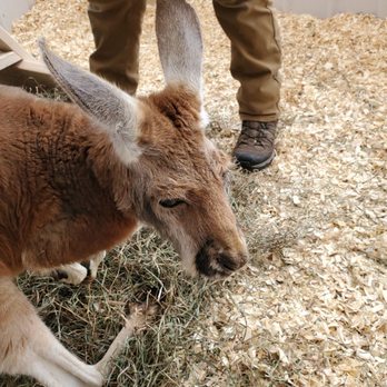 The Creature Conservancy - Red kangaroo - Community Service/Non-Profit Near Me - Ann Arbor, Michigan