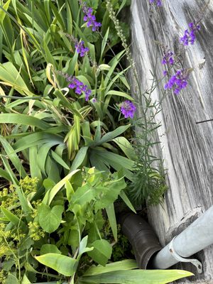 Orcas Island Farmer's Market by null
