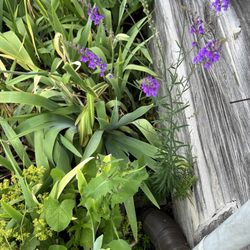 Orcas Island Farmers Market - Flower at the park entrance