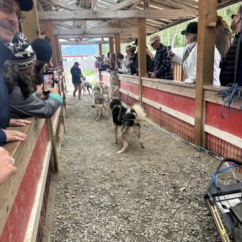 Alaska 360 - Sled dog greeting - Tours Near Me