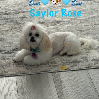 Pampered Paws Pet Grooming - Saylor's new haircut - Pet Groomers Near Me - Fillmore, California Pampered Paws Pet Grooming - Saylor's new haircut - Pet Groomers Near Me - Fillmore, California