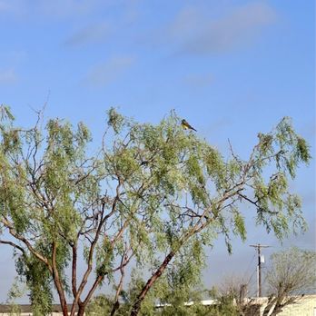 Mesquite Oasis RV Park - RV Parks Near Me - Odessa, Texas Mesquite Oasis RV Park - RV Parks Near Me - Odessa, Texas