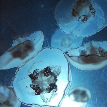 Seattle Aquarium - Aquariums Near Me - Seattle, Washington Seattle Aquarium - Aquariums Near Me - Seattle, Washington