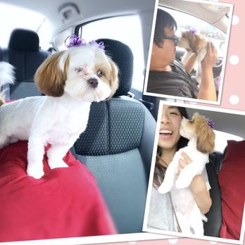 chocolate mini poodle