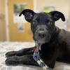 Stone Oak Veterinary Clinic gift card