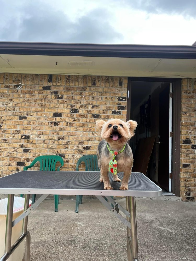 AWESOME GROOMS Request an Appointment Dallas, Texas Pet Groomers Phone Number Yelp