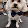 Photo of Dawsies Doggie Spa