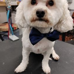 Dawsies Doggie Spa