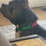 Boise Bully Breed Rescue