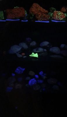 Earth Experience - Middle Tennessee Museum of Natural History by null