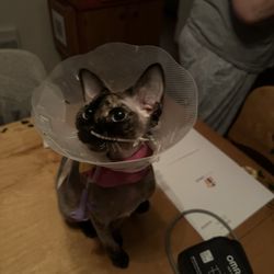 CENTREDMVET - Montréal - Ils ont installés un tube nasogastrique car elle ne mangeais pas et ne buvais pas