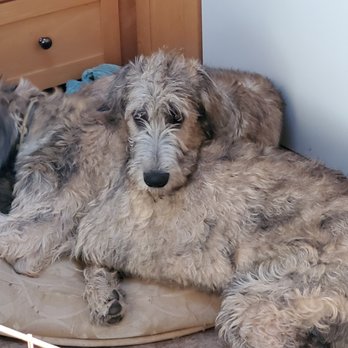 TLC Dog Trainer - Jameson on top of his brother Guinness - Pet Training Near Me TLC Dog Trainer - Jameson on top of his brother Guinness - Pet Training Near Me