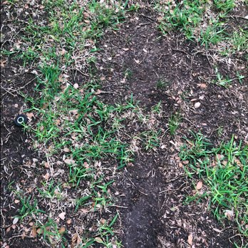 Emerald Lawns - Tree Services Near Me - Round Rock, Texas