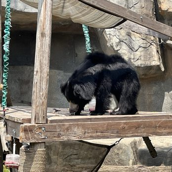 Brookfield Zoo Chicago - Sun Bear - Zoos Near Me - Brookfield, Illinois
