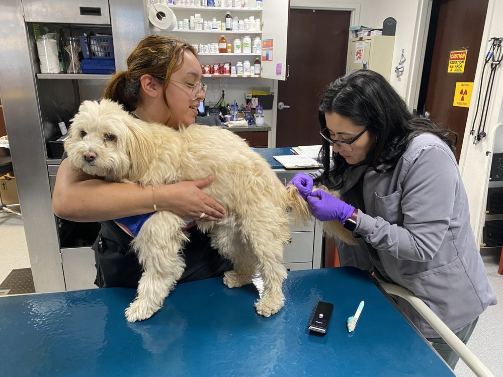 CROSSROADS PET HOSPITAL Updated August 2024 38 Photos & 50 Reviews