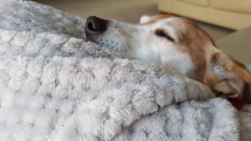 MAISEY O’BRIANS DOGGY BLING Request Information 33 The Rodings