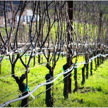 Littorai Wines - Pivot Vineyard rows of Pinot Noir with winter cover crop. - Wine Tasting Room Near Me - Sebastopol, California