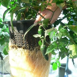 Growtopia Hydroponics - Jalapeno plant