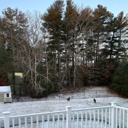 Frontline Fencing - My dogs playing in the fenced in backyard