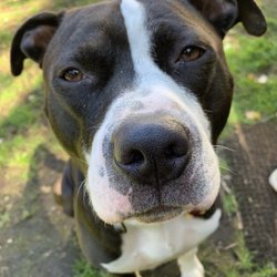 Andover Dog Park - My poor surrendered dog Ruckus