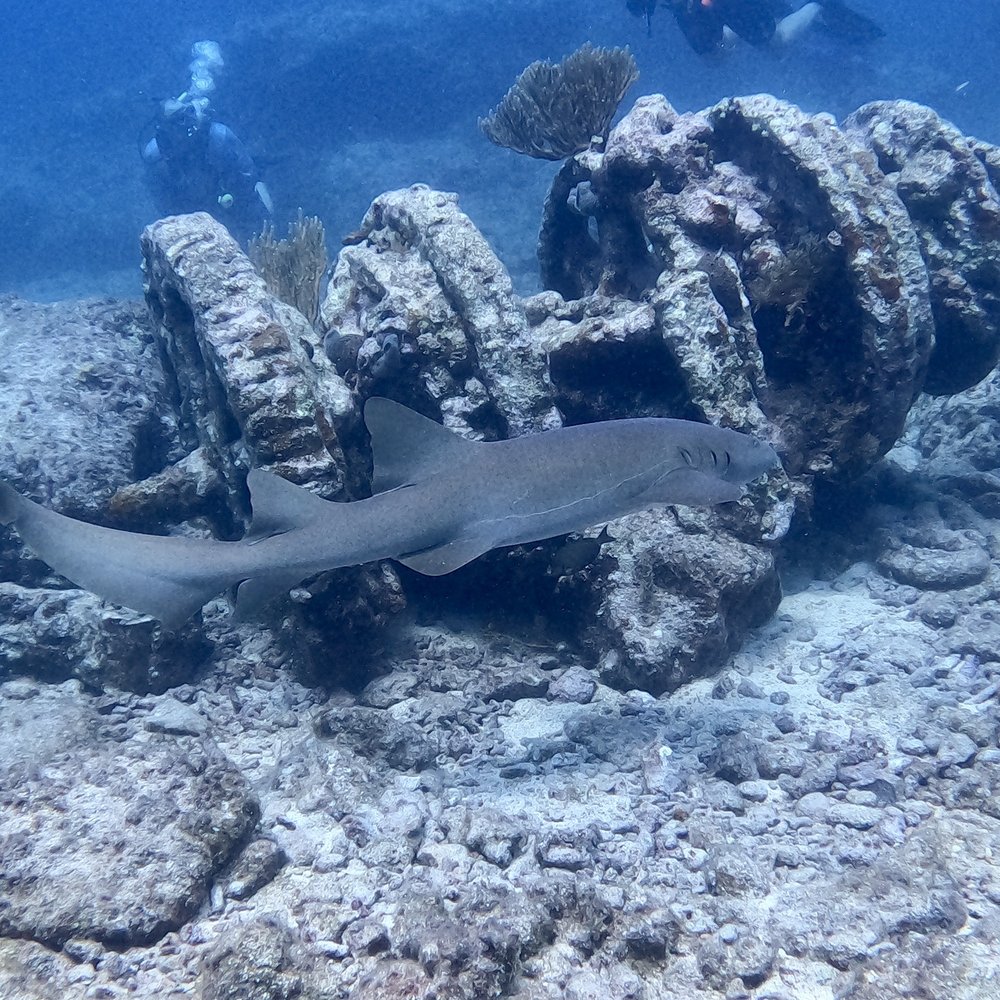 Rainbow Reef Dive Center - Scuba Diving Near Me - Key Largo, Florida Rainbow Reef Dive Center - Scuba Diving Near Me - Key Largo, Florida