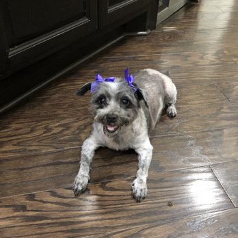 Sparkling Pets - Pet Groomers Near Me - Richmond, Texas