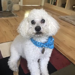 Post-grooming (sporting his complimentary bandana) Post-grooming (sporting his complimentary bandana)