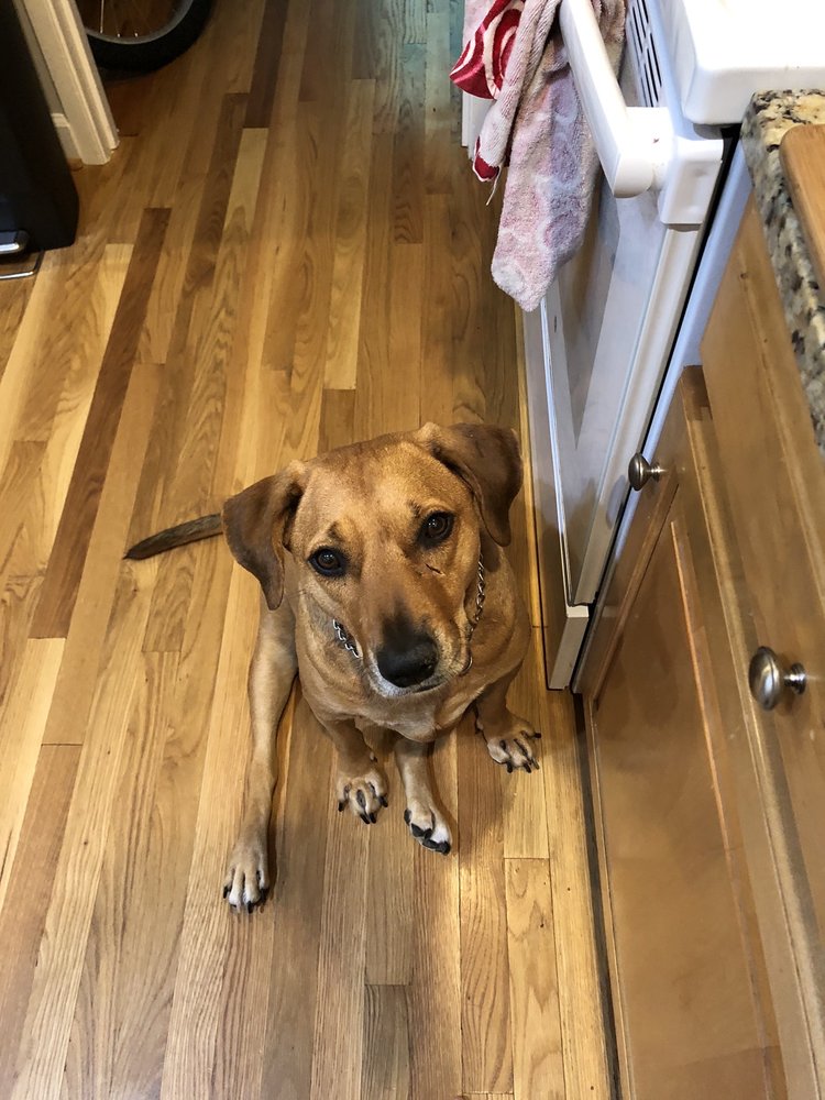 SENECA HILL ANIMAL HOSPITAL, RESORT & SPA 11 Photos & 33 Reviews