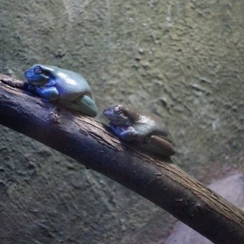 Toronto Zoo - Frogs. They're real. - Zoos Near Me - Toronto, Ontario Toronto Zoo - Frogs. They're real. - Zoos Near Me - Toronto, Ontario
