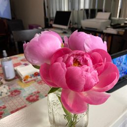 Peonies Peonies