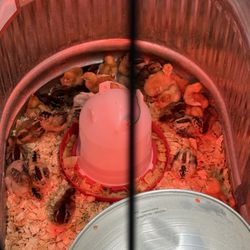 Tractor Supply - Chicks, ducklings and baby turkeys, $5.