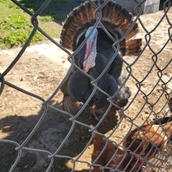 Happy Hens - Attraction Farms Near Me - Ramona, California