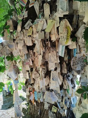 The Wishing Tree by null