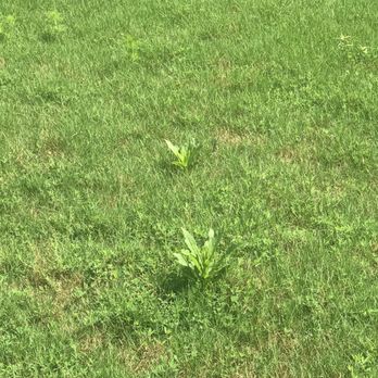 TruGreen Lawn Care - This is after 3 consecutive years of Paying True Green - Tree Services Near Me - Suwanee, Georgia TruGreen Lawn Care - This is after 3 consecutive years of Paying True Green - Tree Services Near Me - Suwanee, Georgia
