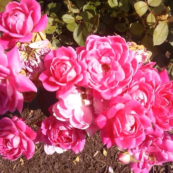 Torillo's Landscaping - Organic roses - Landscaping Near Me Torillo's Landscaping - Organic roses - Landscaping Near Me