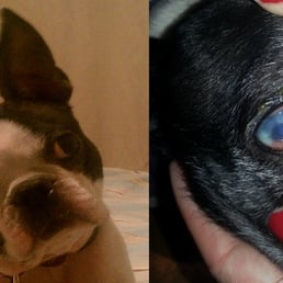 The Before and After Earth Pups.Their response to our request for help in identifying what happened that "call our attorney!"