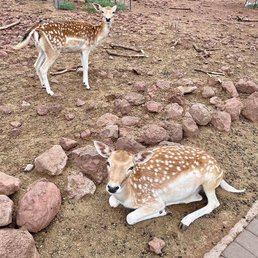 Grand Canyon Deer Farm - Zoos Near Me - Williams, Arizona Grand Canyon Deer Farm - Zoos Near Me - Williams, Arizona