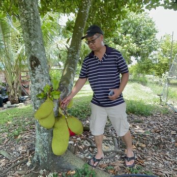 Vuon Trai Cay Miami - Hubby found the jackfruits - Pick Your Own Farms Near Me - Miami, Florida Vuon Trai Cay Miami - Hubby found the jackfruits - Pick Your Own Farms Near Me - Miami, Florida