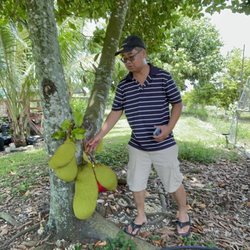 Vuon Trai Cay Miami - Hubby found the jackfruits