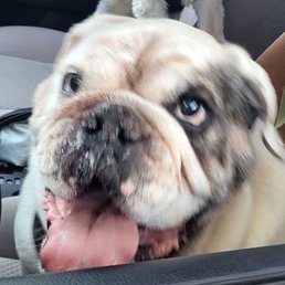 Dozer. Our 8 year old English Bulldog Dozer. Our 8 year old English Bulldog