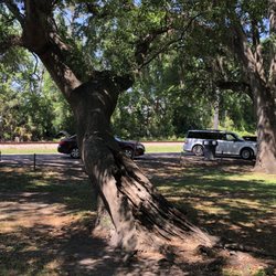 Paradise Park - I imagine this oak tree is a kid's climbing delight.