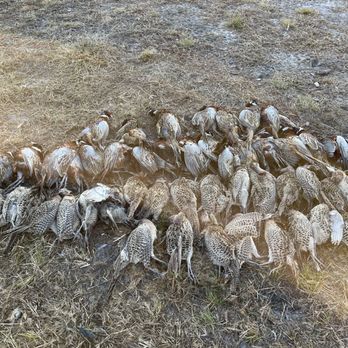 Mossy Pond Lodge - Pheasants - Wildlife Hunting Ranges Near Me - Patterson, Georgia
