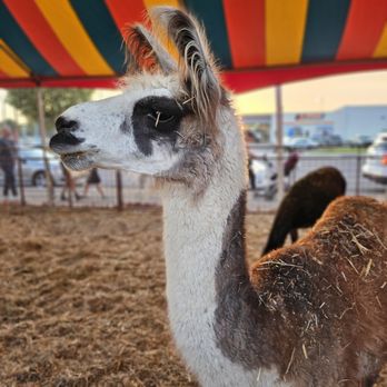 Frosty's Forest Pumpkin Patch - A llama or an alpaca? - Attraction Farms Near Me - Chino, California Frosty's Forest Pumpkin Patch - A llama or an alpaca? - Attraction Farms Near Me - Chino, California