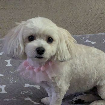 NY Puppy Club - Photo ready - Pet Groomers Near Me - Flushing, New York