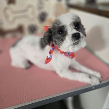 Happy Pet Express - Pet Groomers Near Me Happy Pet Express - Pet Groomers Near Me