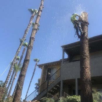 Bill's Tree Service - Tree Services Near Me - Escondido, California Bill's Tree Service - Tree Services Near Me - Escondido, California