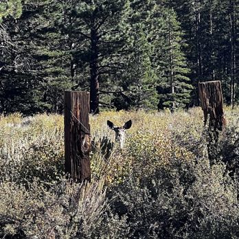Sierra Meadows Ranch - We saw a deer while we were walking back to the cabin after feeding horses! - Venues & Event Spaces Near Me - Mammoth Lakes, California Sierra Meadows Ranch - We saw a deer while we were walking back to the cabin after feeding horses! - Venues & Event Spaces Near Me - Mammoth Lakes, California