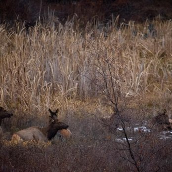 Whitefish Outfitters & Tours - Elk with baby at the Bison Range - Tours Near Me - Whitefish, Montana Whitefish Outfitters & Tours - Elk with baby at the Bison Range - Tours Near Me - Whitefish, Montana