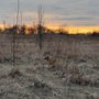 Photo of Lakewood Off-Leash Dog Area